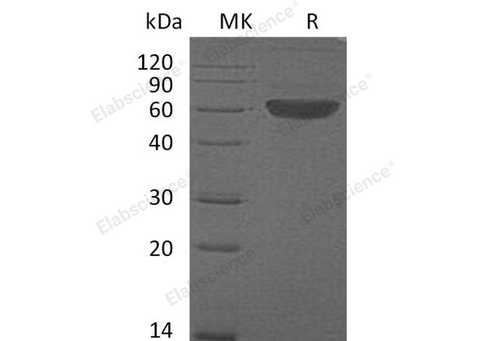 Recombinant Mouse FLT3LG/Flt3 Ligand Protein (Fc Tag)