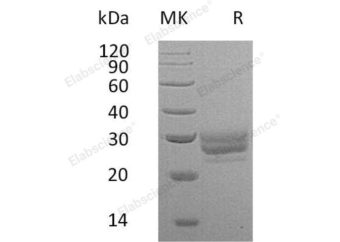 Recombinant Mouse FLT3LG/Flt3 Ligand Protein (His Tag)