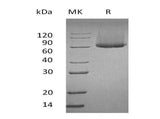 Recombinant Mouse Glypican-1/GPC1 Protein (His Tag)(Active)
