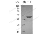 Recombinant Mouse Granzyme B(G,H)/GZMB Protein (His Tag)