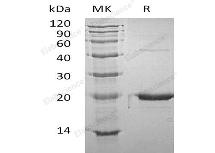 Recombinant Mouse GH1/Growth Hormone Protein