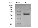 Recombinant Mouse IgG1 Fc/IGHG1 Protein