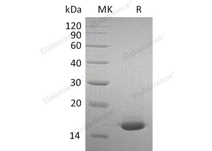 Recombinant Mouse Interferon α-2/IFNA2 Protein
