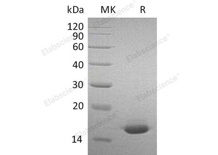 Recombinant Mouse Interferon α-2/IFNA2 Protein