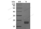 Recombinant Mouse Interferon γ/IFNG Protein (Human Cells)
