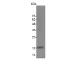Recombinant Mouse Interleukin-10/IL-10 Protein
