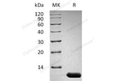 Recombinant Mouse Interleukin-13/IL-13 Protein (aa 26-131)(Active)
