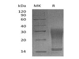 Recombinant Mouse Interleukin-13/IL-13 Protein (aa 26-131,His Tag)(Active)