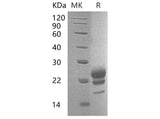 Recombinant Mouse Interleukin-17F/IL-17F Protein (His Tag) 