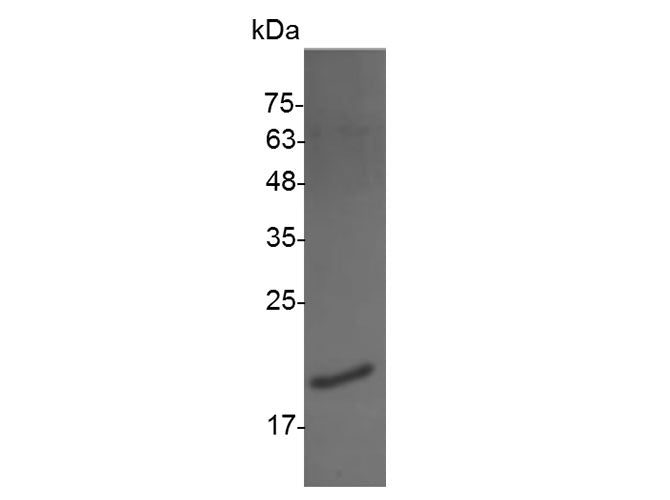 Recombinant Mouse IL-1A/IL-1α Protein