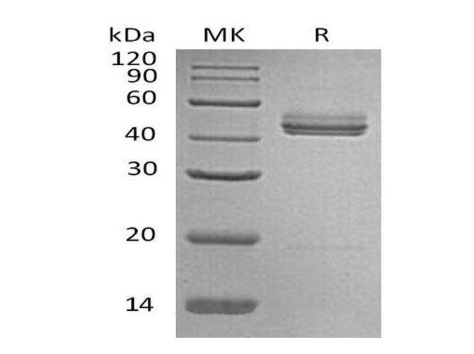 Recombinant Mouse Interleukin-23/IL-23 Protein