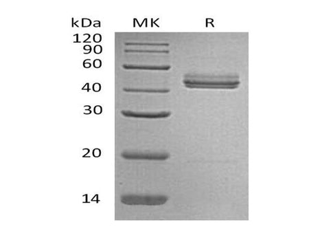 Recombinant Mouse Interleukin-23/IL-23 Protein