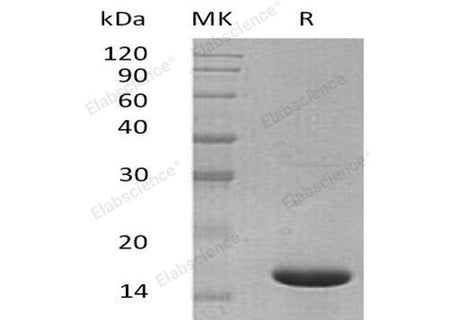 Recombinant Mouse IL1F6/IL36A Protein