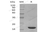 Recombinant Mouse IL1F6/IL36A Protein