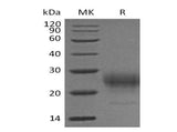 Recombinant Mouse Interleukin-7/IL-7 Protein (His Tag)(Active)