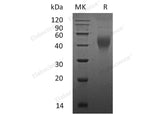 Recombinant Mouse M-CSF/CSF1 Protein (Active)