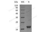 Recombinant Mouse SCF/c-Kit Ligand Protein (Active) - MSE Supplies LLC