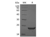 Recombinant Mouse TL1A Protein