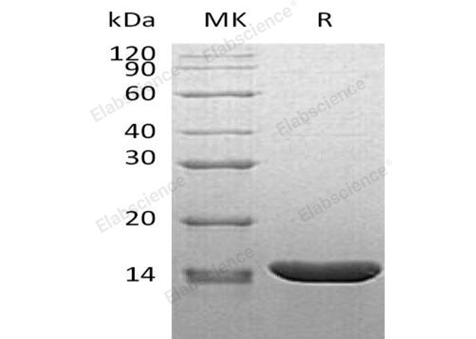 Recombinant Mouse TNF-alpha/TNFA Protein (aa 89-235)(Active)