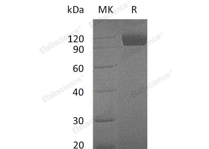 Recombinant Mouse TYRO3/DTK Protein (Fc Tag)