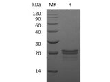 Recombinant Mouse VEGF-A/VEGF164 Protein