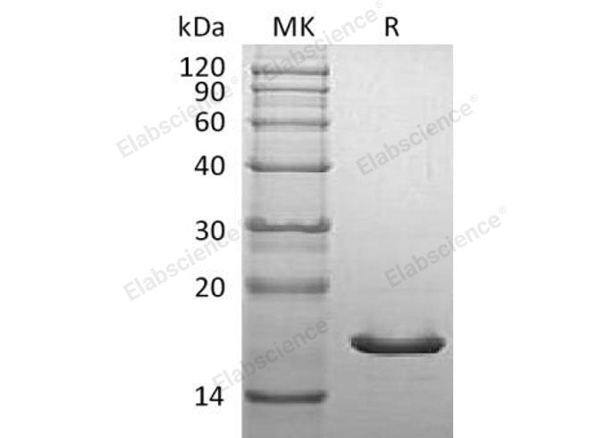 Recombinant Mouse α-Synuclein/SNCA Protein