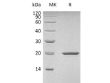 Recombinant Mouse Sonic Hedgehog/SHH Protein (Active)