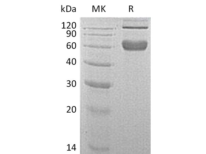 Recombinant Mouse 4-1BB/TNFRSF9 Protein (aa 24-187, Fc Tag)(Active)