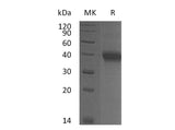 Recombinant Mouse OX40/TNFRSF4 Protein (His Tag)(Active)