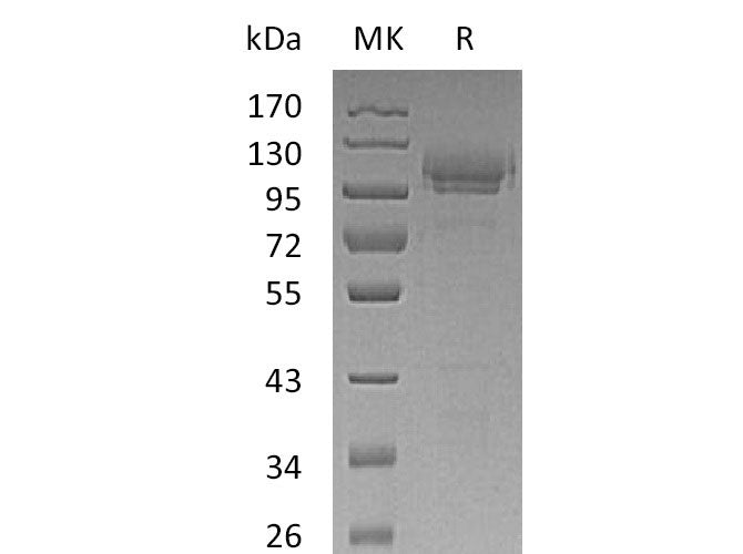 Recombinant Mouse SynCam/CADM1 Protein (Fc Tag)(Active)