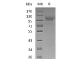 Recombinant Mouse SynCam/CADM1 Protein (Fc Tag)(Active)