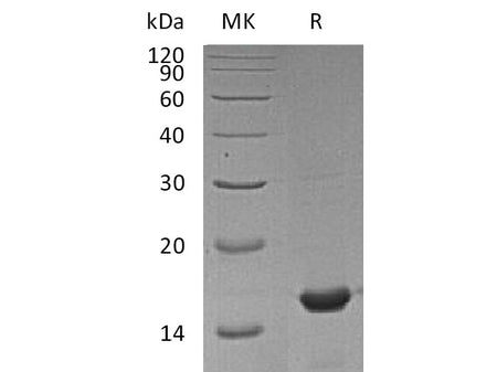 Recombinant Mouse Cyclophilin A Protein