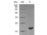 Recombinant Mouse Cyclophilin A Protein
