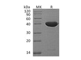 Recombinant Mouse Serpin F1/PEDF Protein