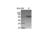Recombinant Mouse CD27/TNFRSF7 Protein (Fc & His Tag)