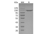 Recombinant Mouse VCAM1 Protein (Fc Tag)