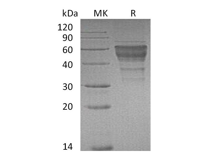 Recombinant Mouse TIM-3/HAVCR2 Protein (Fc Tag)(Active)