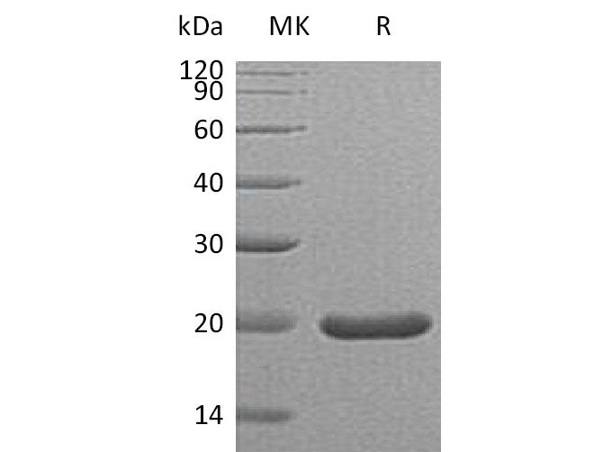 Recombinant Mouse Sonic Hedgehog/SHH (C25II) Protein (Active)
