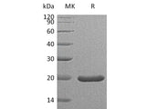 Recombinant Mouse Sonic Hedgehog/SHH (C25II) Protein (Active)