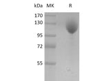 Recombinant Mouse P-selectin/CD62P Protein (Fc Tag)