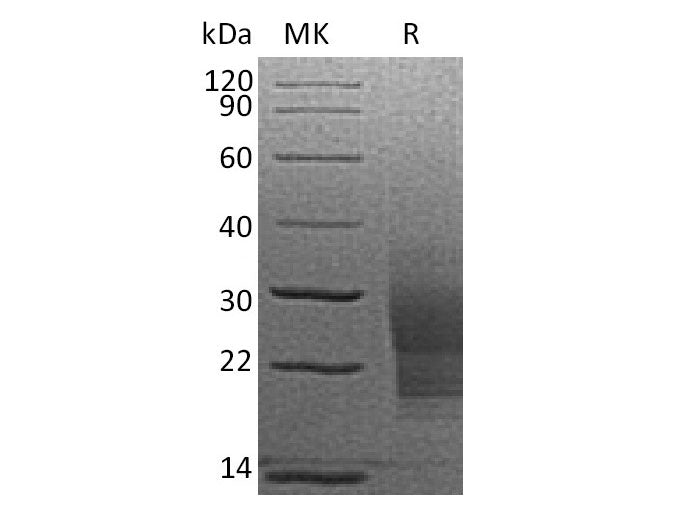 Recombinant Mouse SCF/c-Kit Ligand Protein (His Tag)