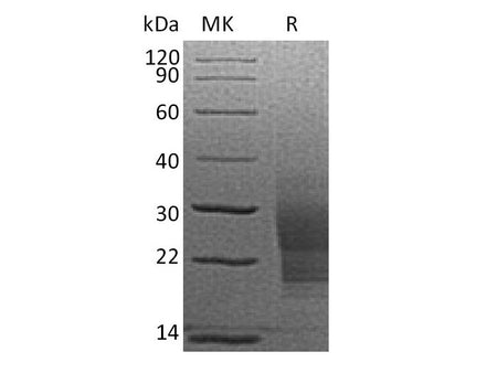 Recombinant Mouse SCF/c-Kit Ligand Protein (His Tag)