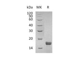 Recombinant Mouse Interleukin-2/IL-2 Protein (Active) Purity >95%