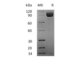 Recombinant Mouse IL13RA1 Protein (Fc Tag)