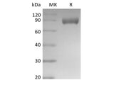 Recombinant Mouse Siglec-E (C-Fc)
