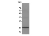 Recombinant Mouse IL-3 protein(N-His)(active)