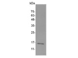 Recombinant Mouse IL-7 protein(N-His)(active)