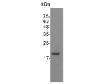 Recombinant Mouse IFN beta 1a protein(N-His)(active)