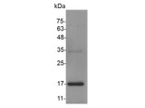 Recombinant Mouse Activin B protein(N-His)(active)