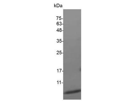 Recombinant Mouse CXCL3 protein(N-His)(active)